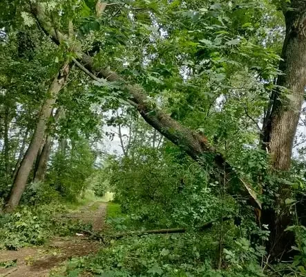 Powalone drzewo blokuje drogę w Makowlanach – interweniują strażacy