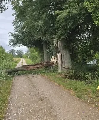 Silny wiatr w regionie: strażacy usuwali powalone drzewa