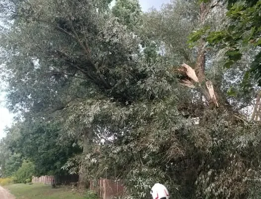 Drzewo przewrócone na drogę w Ostrowie Nowym. Interweniują strażacy