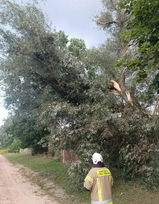 Drzewo przewrócone na drogę w Ostrowie Nowym. Interweniują strażacy