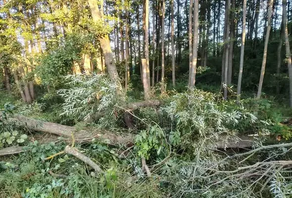 Powalony konar blokował drogę Sidra–Staworowo. Interweniowała OSP Sidra