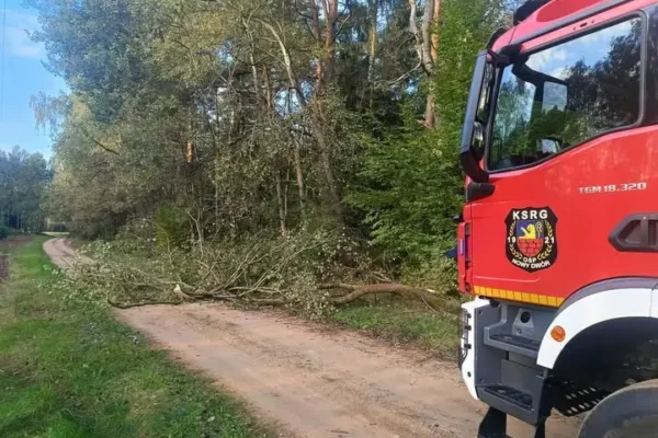 Powalone drzewo na drodze w Grzebieniach Kolonii. Interweniowali strażacy