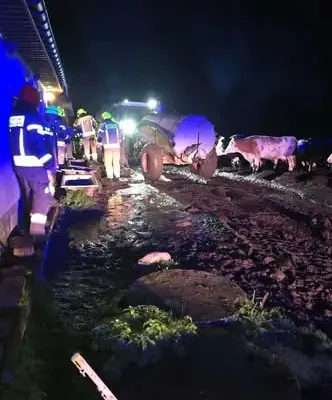 Krowa wpadła do szamba w Dubaśnie. Akcja strażaków zakończona sukcesem
