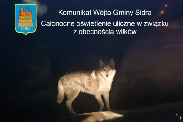 Wilki w gminie Sidra: całonocne oświetlenie i apel do mieszkańców