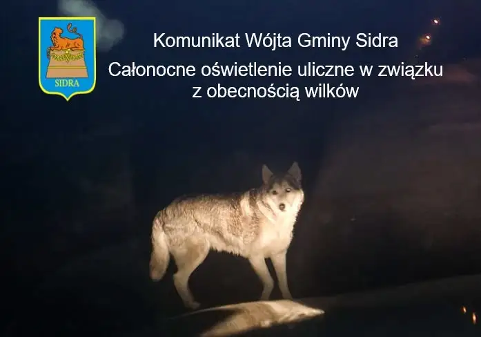 Wilki w gminie Sidra: całonocne oświetlenie i apel do mieszkańców